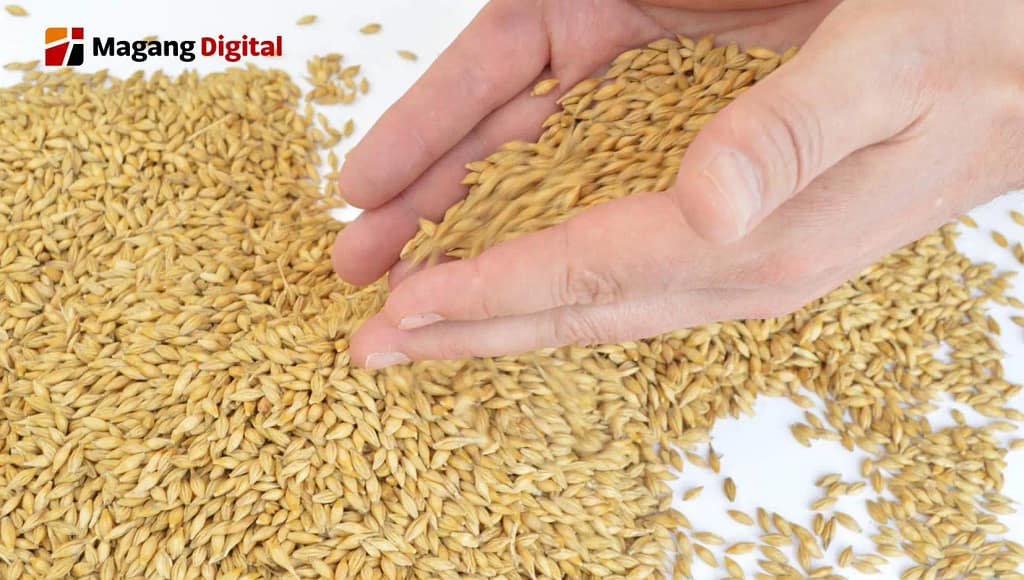 Negara Tujuan Ekspor Sekam Padi