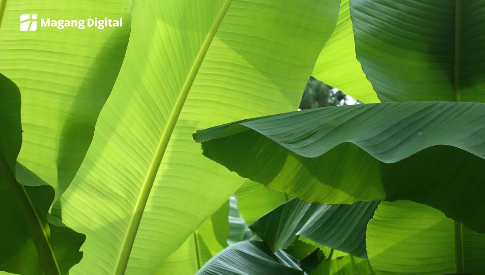 Buyer Daun Pisang di Jepang