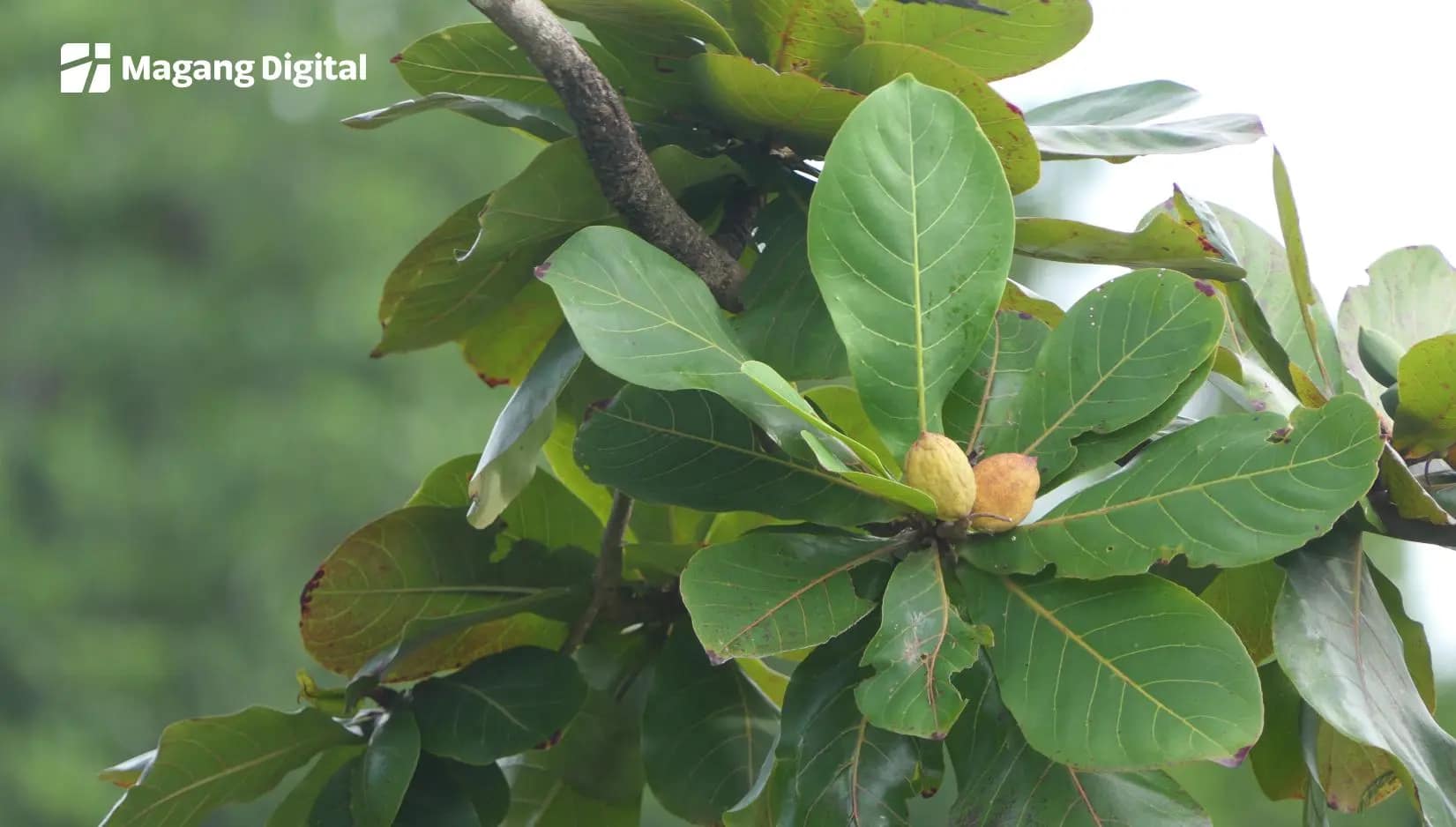 Cara Menembus Pasar Global dengan Daun Ketapang