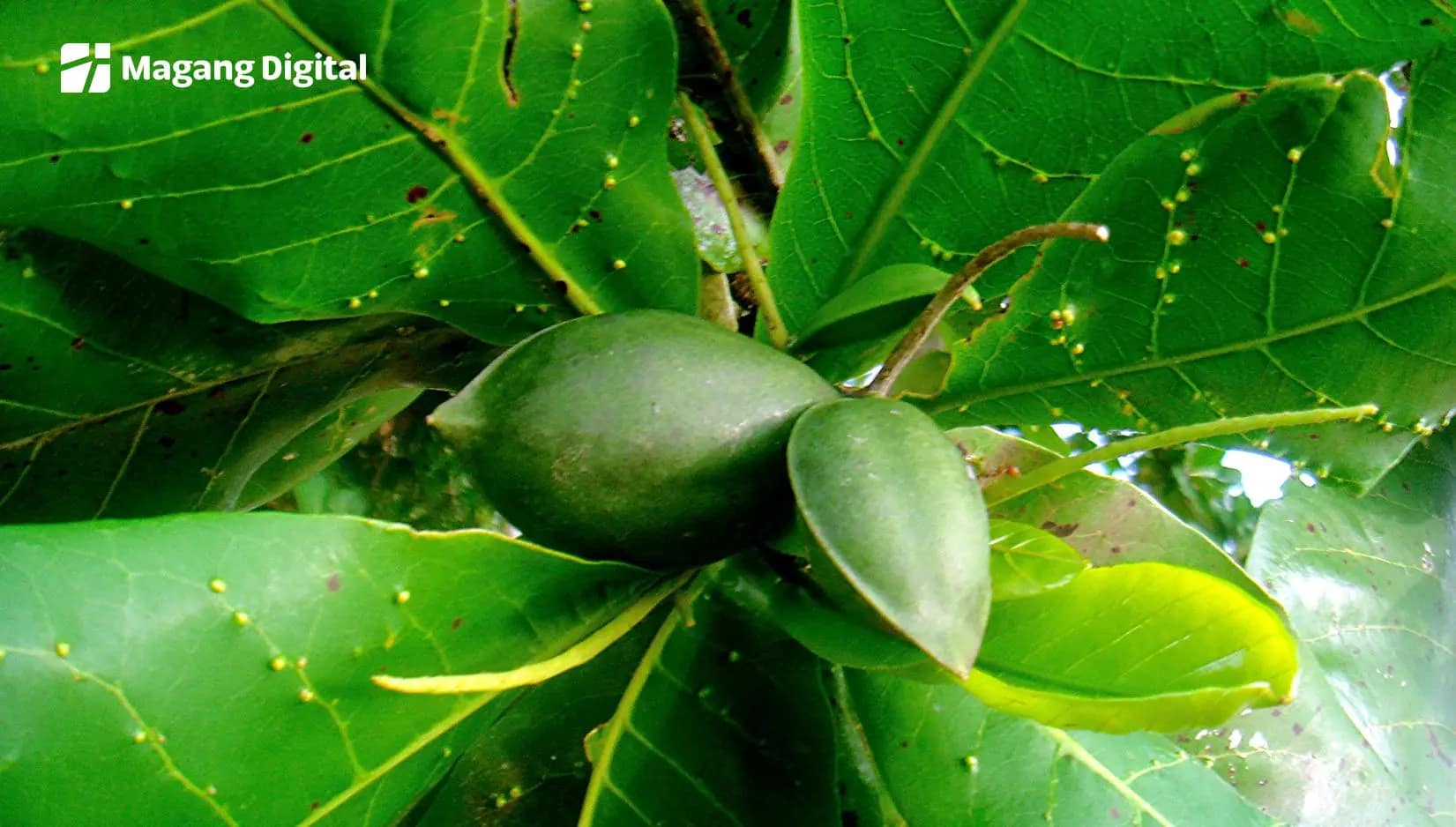 harga daun ketapang 1 kg di luar negeri