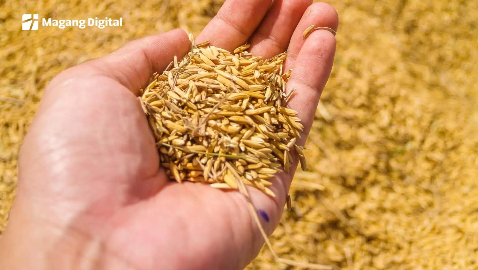 Cara Ekspor Sekam Padi